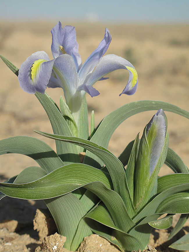 Iris regis-uzziae A lovely Juno Iris endemic to S Israel and S Jordan. S Israel, C Negev Highlands, W Haruhot Plain Geotagged,Iris regis-uzziae,Israel,Winter