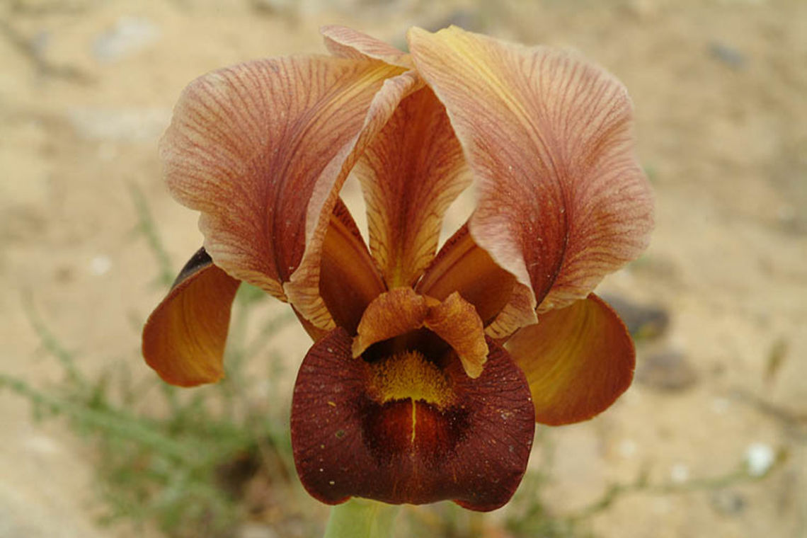 Iris hieruchamensis Iris hieruchamensis is endemic to the NE Negev Desert in Israel, Yeucham iris reserve Geotagged,Iris hieruchamensis,Israel,Winter