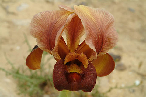 Iris hieruchamensis Iris hieruchamensis is endemic to the NE Negev Desert in Israel, Yeucham iris reserve Geotagged,Iris hieruchamensis,Israel,Winter
