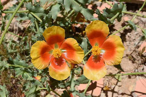 Glaucium leiocarpum Glaucium leiocarpum is a mountainous perennial with striking summer flowers. Geotagged,Glaucium leiocarpum,Spring