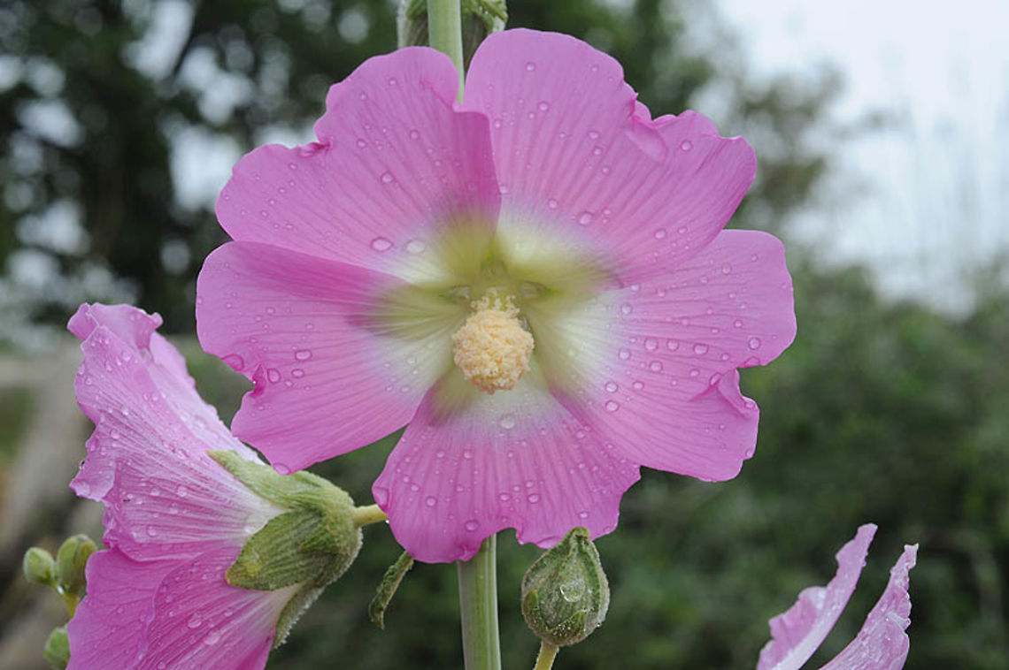 Alcea dissecta Alcea dissecta is an east Mediterranean perennial. Mt Hermon, 1500m Alcea dissecta