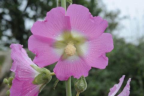 Alcea dissecta Alcea dissecta is an east Mediterranean perennial. Mt Hermon, 1500m Alcea dissecta