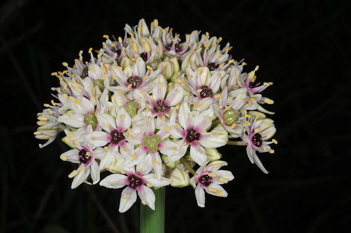 Allium basalticum Allium basalticum is a rare narrow endemic of N Israel, Syria and Lebanon. Golan, Ramat Magshimim Allium basalticum,Geotagged,Spring