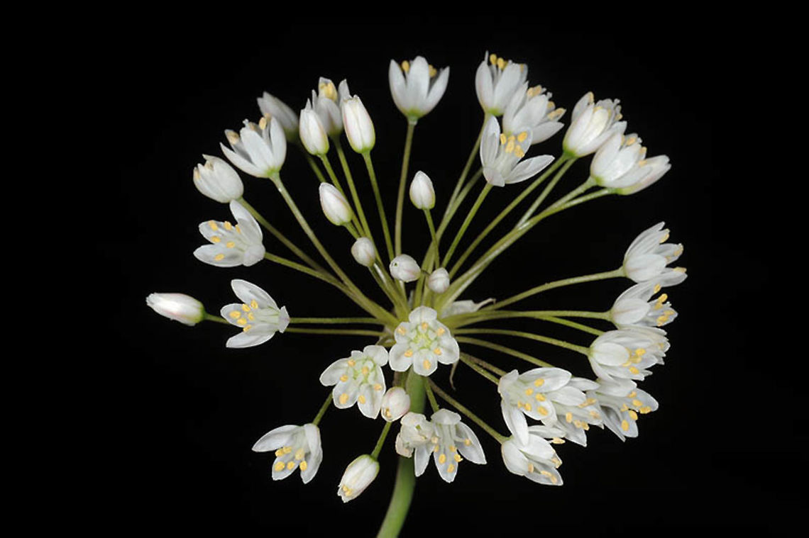 Allium akirense Allium akirense is an endangered endemic of coastal Israel. Israel, Coastal Plain, Givat Brener Allium akirense,Geotagged,Israel,Spring