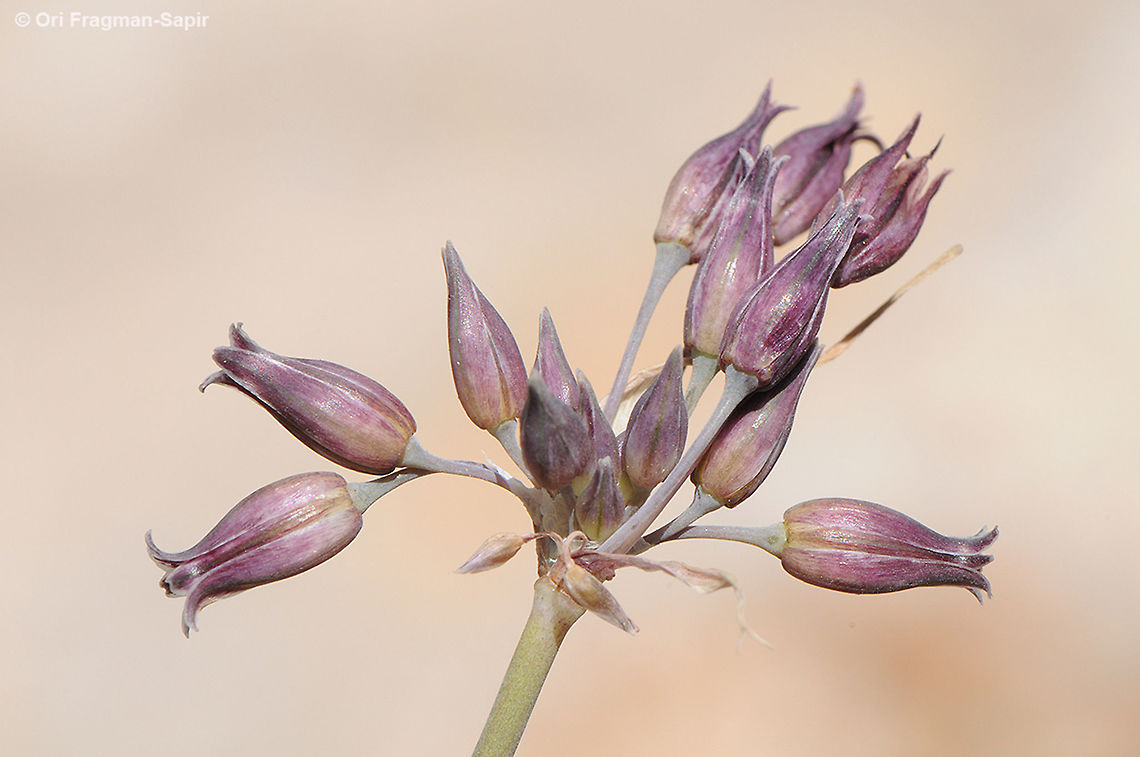 Allium feinbergii Allium feinbergii is a local wild garlic found in hte heights of Mt Hermon above the tree line. Mt Hermon, 2000m. Allium feinbergii,Geotagged,Summer