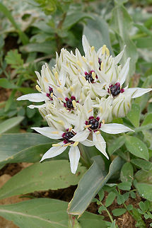 Allium meronense Allium meronense is a narrow endemic, endangered species. Lower Mt Hermon, Mt Kata, 1100m Allium meronense,Geotagged,Spring