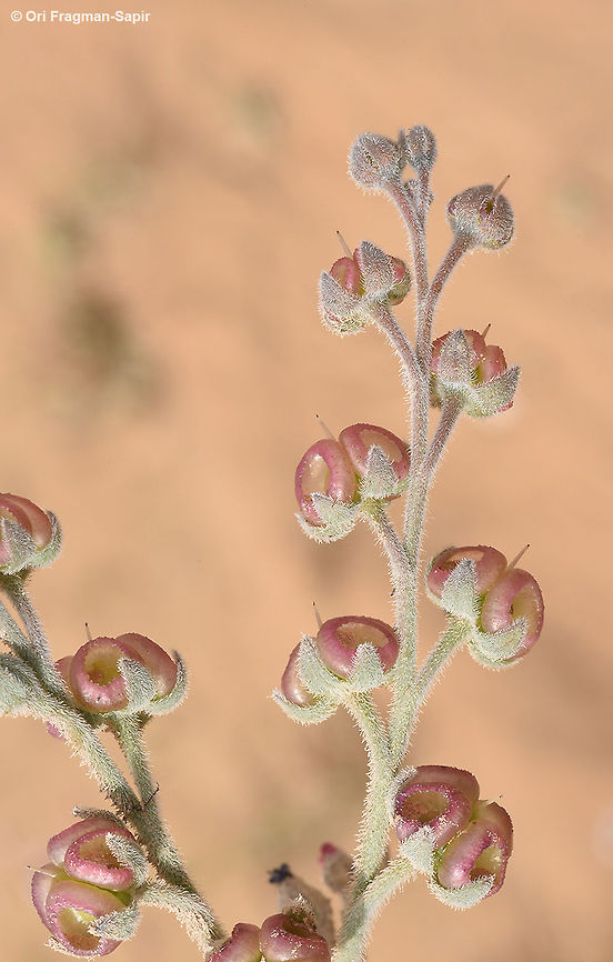 Paracaryum rugulosum Paracaryum rugulosum is a perennial herb of the extreme desert. It is covered by whitish hair and has lovely fruits. Geotagged,Israel,Paracaryum rugulosum,Winter