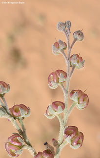 Paracaryum rugulosum Paracaryum rugulosum is a perennial herb of the extreme desert. It is covered by whitish hair and has lovely fruits. Geotagged,Israel,Paracaryum rugulosum,Winter