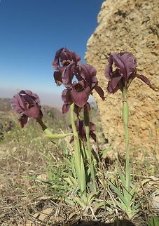 Iris petrana Iris petrana is an endemic plant of S Jordan. S Jordan, Upper Dana REserve 1250m Iris petrana