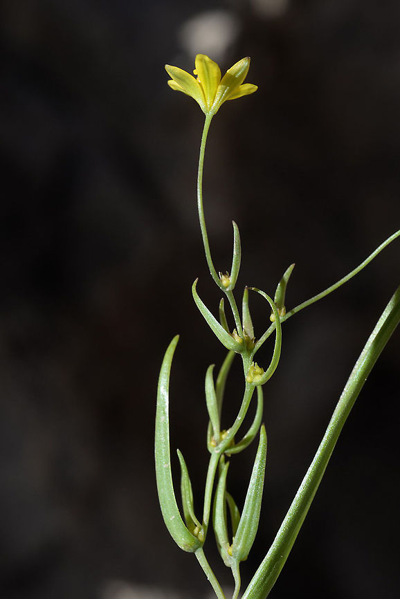 Gagea gageoides Gagea gageoides is a small W Asian bulb. It has bulblets in the lleaf bases. Mt Hermon, 2200m, Mizpe Shlagim Gagea gageoides,Geotagged,Spring