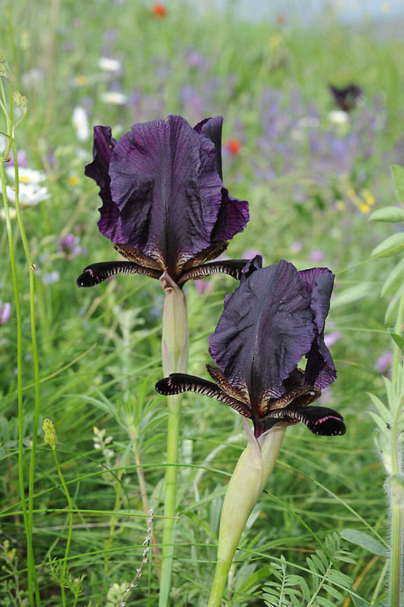 Iris paradoxa This strange iris grows in the Caucasus, E Turkey and N Iran. Armenia - W of Vayatzor Armenia,Geotagged,Iris paradoxa,Spring
