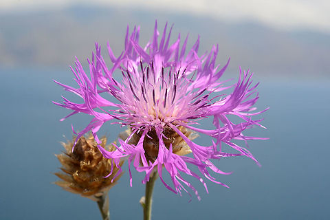 Aetheopappus pulcherrimus A beautiful perennial flwoer of the Caucasus. Armenia, old road to Sevan town, 2100m Aetheopappus pulcherrimus,Armenia,Geotagged,Summer
