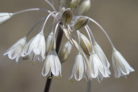 Allium karsianum A smalkl summer blooming wild garlic. Armenia, above Sevan Allium karsianum,Armenia,Geotagged,Summer
