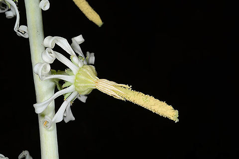 Michauxia laevigata An arid summer blooming perennial. Armenia, Yeghegnadzor mountain range Armenia,Geotagged,Michauxia laevigata,Summer