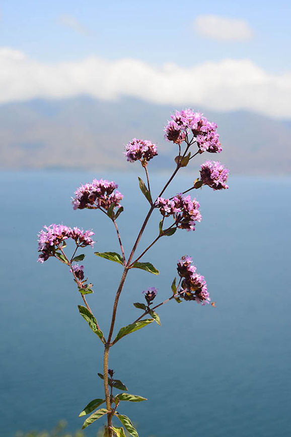 Origanum vulgare A common perennial herb of Europe and W Asia. Armenia, old road to Sevan town, 2100m Oregano,Origanum vulgare