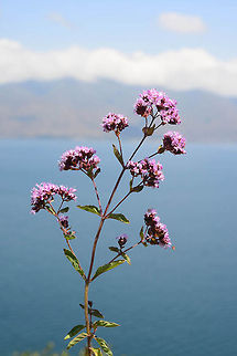 Origanum vulgare A common perennial herb of Europe and W Asia. Armenia, old road to Sevan town, 2100m Oregano,Origanum vulgare