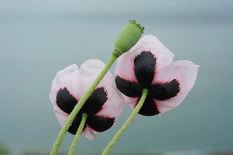 Papaver roseolum Papaver roseolum is an endemic annual of Armenia and Turkey. Armenia - Sevan Peninsula Armenia,Geotagged,Papaver roseolum,Pinkish Poppy,Spring