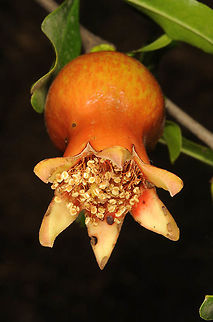 Punica granatum The wild pomegranate grows in Iran, Armenia and estwards to C Asia. S Armenia, Vorotan Gorge below Goris Armenia,Geotagged,Pomegranate,Punica granatum,Spring