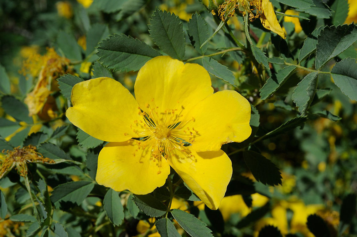 Rosa hemisphaerica Rosa hemisphaerica is one of the few yellow wild roses. Armenia,  Armenia,Geotagged,Rosa hemisphaerica,Spring,hemisphaerica