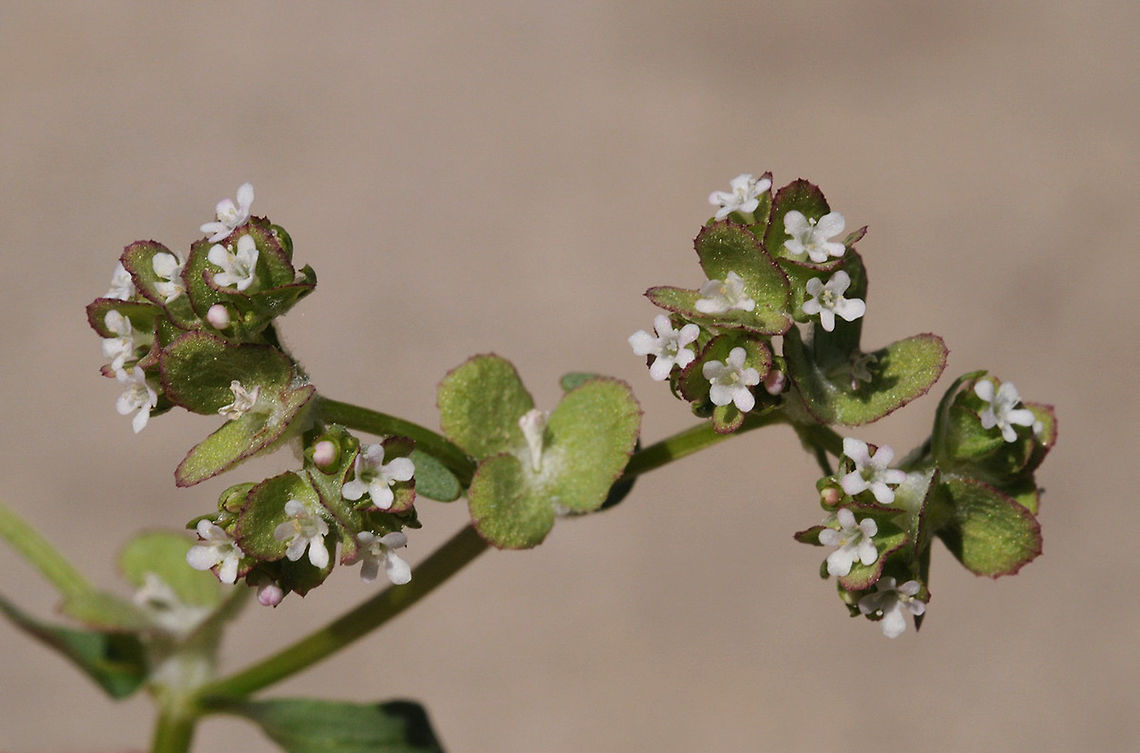 Valerianella dufresnia Valerianella dufresnia is an Irano-Turanian annual. It has a three winged fruit as you can see here. Geotagged,Israel,Valerianella dufresnia,Winter