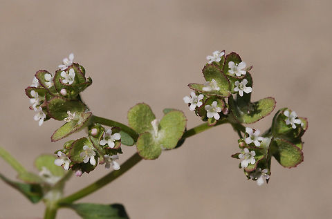 Valerianella dufresnia Valerianella dufresnia is an Irano-Turanian annual. It has a three winged fruit as you can see here. Geotagged,Israel,Valerianella dufresnia,Winter