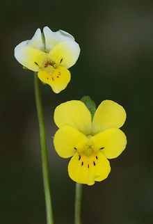 Viola modesta Viola modesta is a tiny annual pansy. Mt Hermon 1350 m Geotagged,Spring,Viola modesta