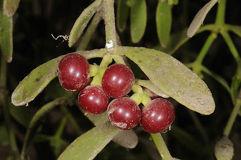 Viscum cruciatum Viscum cruciatum is an east Mediterranean semi-parasite.  Geotagged,Israel,Viscum cruciatum,Winter,cruciatum