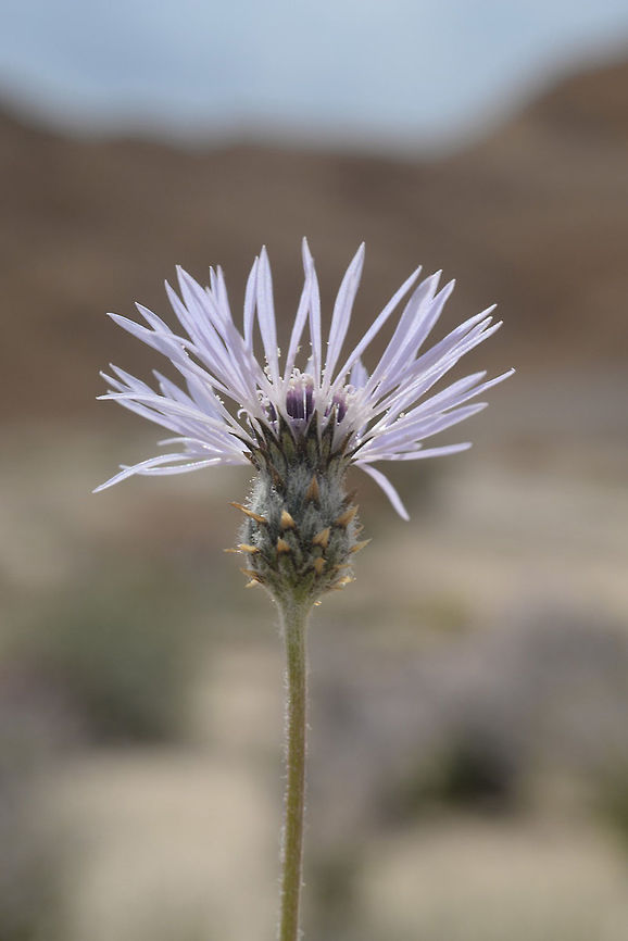 Volutaria lippii Volutaria lippii is an annual of the extreme desert. S Israel, S Negev, Wadi Faran Geotagged,Israel,Volutaria lippii,Winter