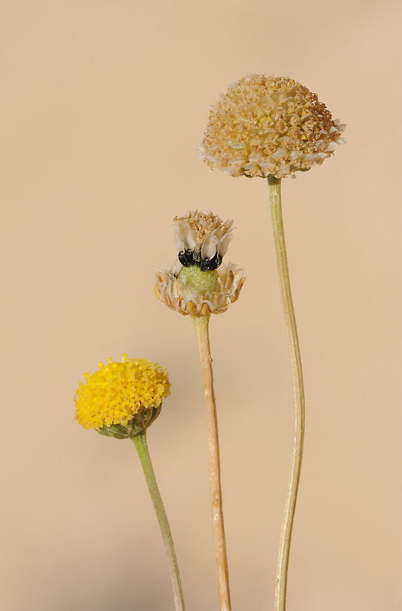 Tripleurospermum auriculatum Tripleurospermum auriculatum is a desert annual, it has eared achenes. S Israel, Negev Highlands, Haruhot Plain Geotagged,Israel,Spring,Tripleurospermum auriculatum