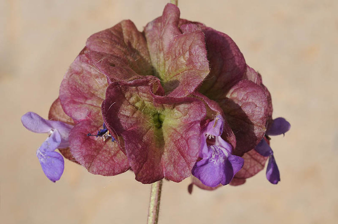 Salvia multicaulis Salvia multicaulis grows in the arid high mountains of the Middle East. It has a very large calyx. Mt Hermon, 1500m Geotagged,Salvia multicaulis,Spring