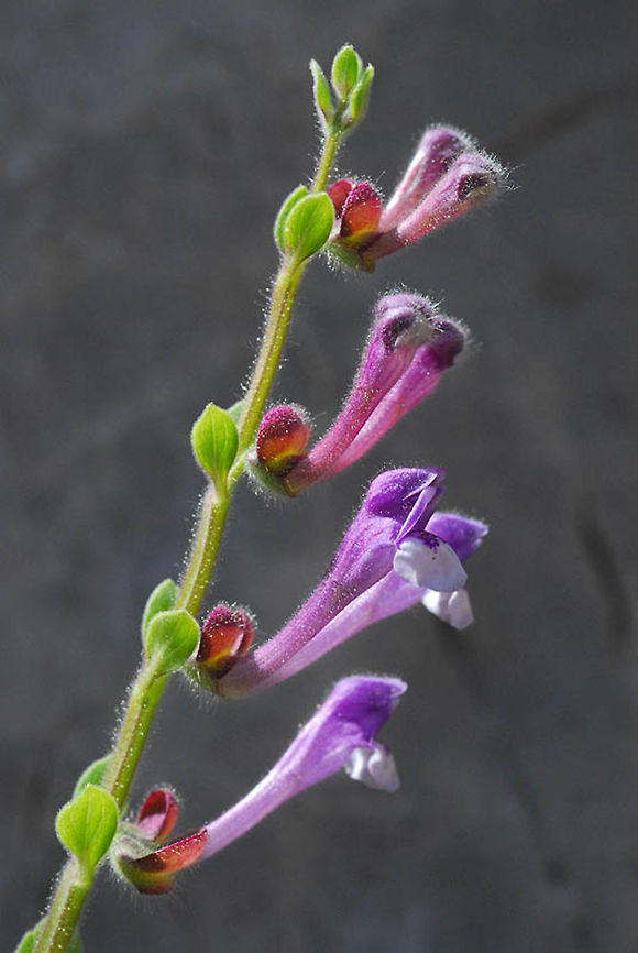 Scutellaria brevibracteata Scutellaria brevibracteata is an East Medterranean perennial. Mt Hermon, 1600m Geotagged,Scutellaria brevibracteata,Summer