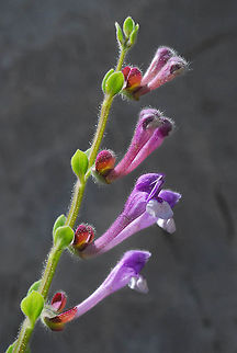 Scutellaria brevibracteata Scutellaria brevibracteata is an East Medterranean perennial. Mt Hermon, 1600m Geotagged,Scutellaria brevibracteata,Summer