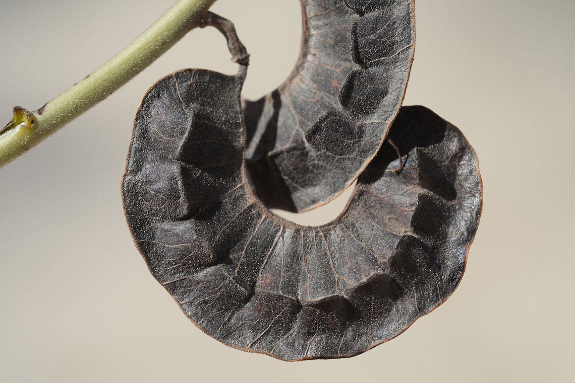 Senna italica Senna italica is a perennial lwgume of the extreme desert. Israel, Ein Gedi Geotagged,Israel,Senna italica,Winter