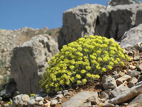 Alyssum baumgartnerianum Alyssum baumgartnerianum is a sub-alpine perennial of the arid mountains of the Middle East. Mt Hermon, 1900m Alyssum baumgartnerianum,Geotagged,Spring