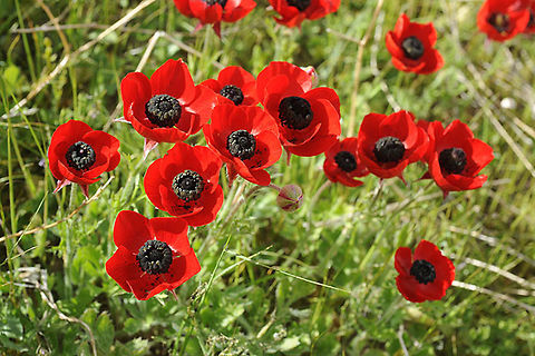 Ranunculus asiaticus A common E Mediterranean perennial. Judean Desert, Cfar Adumim area Geotagged,Persian buttercup,Ranunculus asiaticus,Winter
