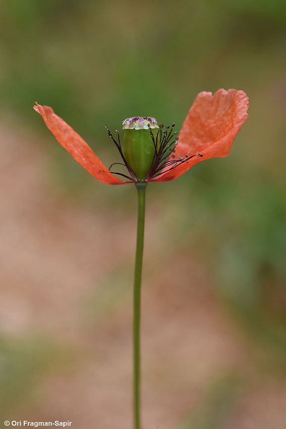 Papaver decaisnei Papaver decaisnei is a small, least known desert poppy growing in mountainous regions. In Israel it is very rare and endangered. In S Jordan and Egypt (Siani) it is more common. Geotagged,Israel,Papaver decaisnei,Winter