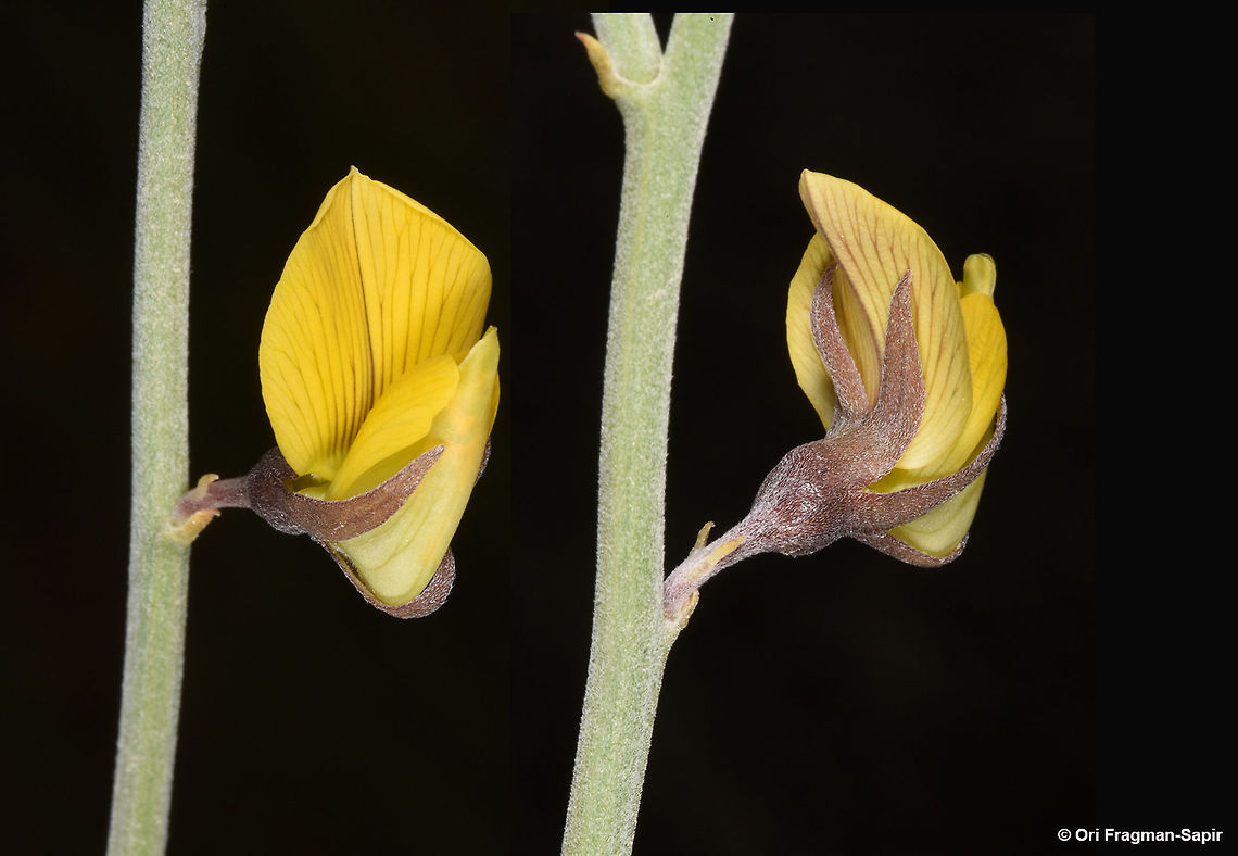 Crotalaria aegyptiaca A common Saharo-Arabian sub-shrub. Most fo the year it is leafless, thus reducing water loss. I took the picture of the same flwoer in both sides and then combined them into one. Crotalaria aegyptiaca,Geotagged,Israel,Winter