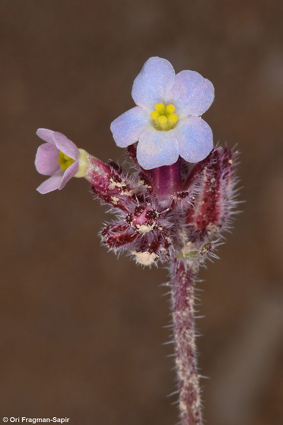 Anchusa milleri An annual of the extreme desert. In this piucture you can see howe the corolla changes it colour as the flower mature. Anchusa milleri,Geotagged,Israel,Winter