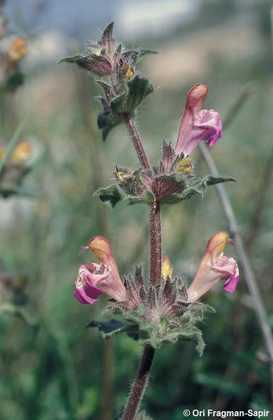 Salvia bracteata Salvia bracteata grows between Turkey and Israel-Jordan. This picture was taken in Jerusalem in 25/March/95, just before the plant got extinct in Israel. Today we grow it from seed in our botanical gardens. Geotagged,Israel,Salvia bracteata