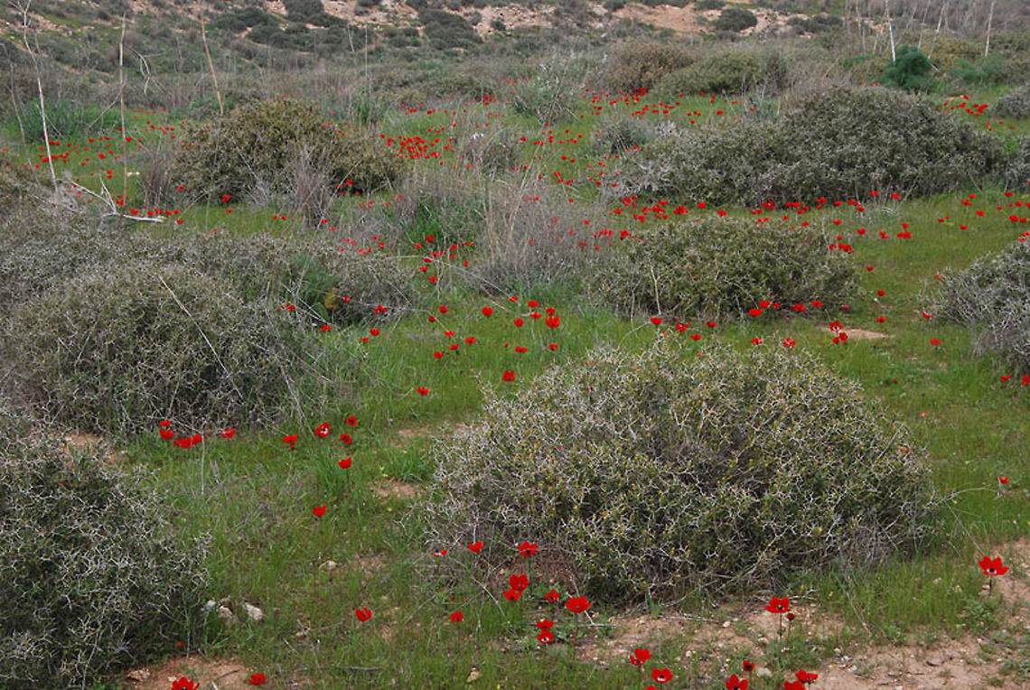 Sarcopoterium spinosum One of the most common sub-shrubs of the Mediterranean regon. Here you can see it together with the red flowers of Anemone coronatia, in winter. Geotagged,Israel,Sarcopoterium,Winter,spinosum
