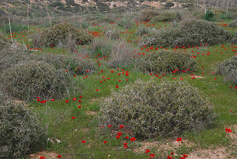 Sarcopoterium spinosum One of the most common sub-shrubs of the Mediterranean regon. Here you can see it together with the red flowers of Anemone coronatia, in winter. Geotagged,Israel,Sarcopoterium,Winter,spinosum