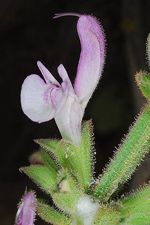 Salvia hierosolymitana var. chlorocalycina Salvia hierosolymitana var. chlorocalycina grows in N Israel and S Lebanon. N Israel, Upper Galilee, Ein Zaken Geotagged,Israel,Salvia hierosolymitana,Spring