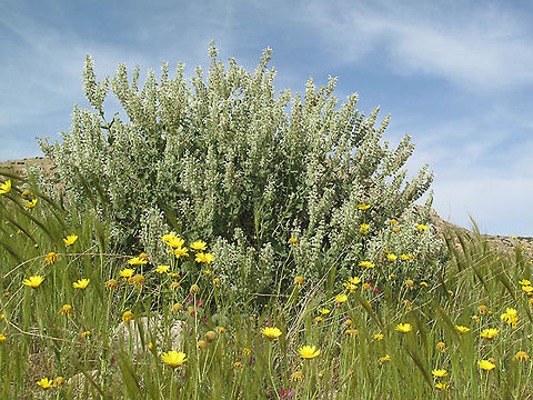 Salvia dominica Salvia dominica is a sub-shruvb of the arid E Mediterranean and the transition zone towards the desert. Judean Desert, Wadi Kelt near Ein Fuar Dominica sage,Geotagged,Salvia dominica,Winter