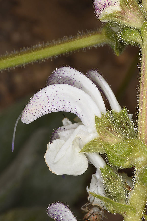 Salvia microstegia Salvia microstegia is a moutainout perennial found between Turkey and N Israel. Mt Hermon 1650m Geotagged,Salvia microstegia,Summer