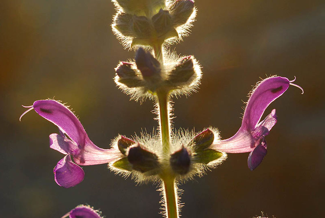 Salvia lanigera Salvia lanigera is a beautiful desert perennial. S Israel, Sde Boker Geotagged,Israel,Salvia lanigera,Winter