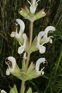 Salvia palaestina Salvia palaestina is a perennial found between Israel and Iran and Turkey. It blooms in early suumer. S Israel, c Negev Highlands, Nahal Nizzana Geotagged,Israel,Salvia palaestina,Spring