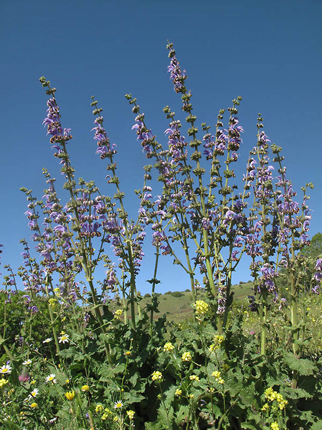 Salvia indica Salvia indica is a perennial of the Middle East and one of the most beautiful local sages. Golan, Ein Zivan Geotagged,Salvia indica,Spring