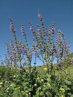 Salvia indica Salvia indica is a perennial of the Middle East and one of the most beautiful local sages. Golan, Ein Zivan Geotagged,Salvia indica,Spring