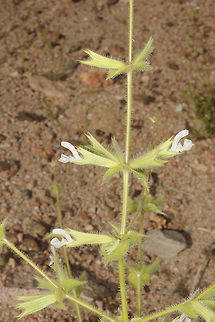 Salvia spinosa Salvia spinosa grows in steppe and semidesert. It has narrow flwoers and eintire large leaves. S Jordan, Wadi Mazfar bove Aqaba. Geotagged,Jordan,Salvia spinosa,Spring