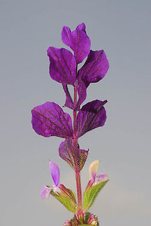 Salvia viridis Salvia viridis is one of the very few annual sages in the world. It grows in the arid Mediterreanean region. N Negev, Dudaim Forest Geotagged,Israel,Salvia viridis,Winter